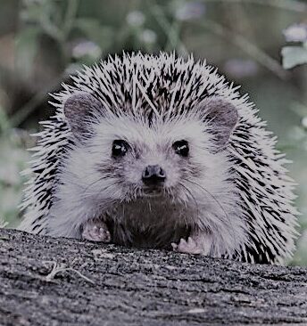 Portret foto van Linda